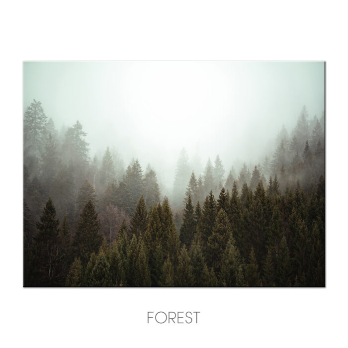 forest b