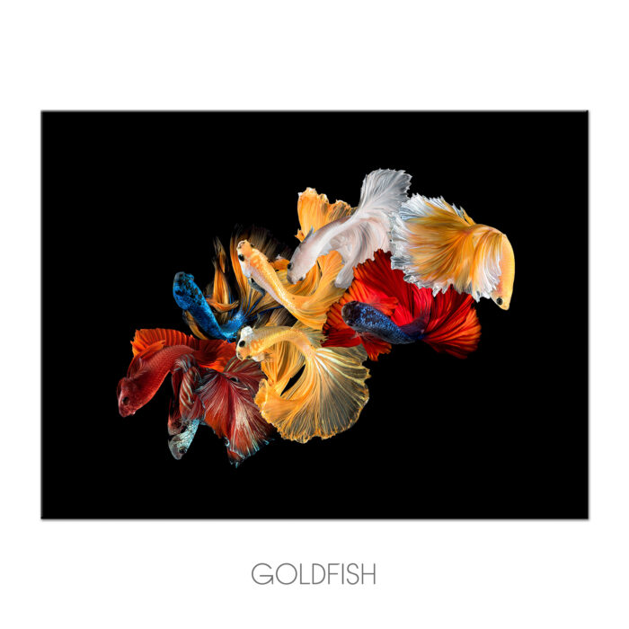 goldfish b