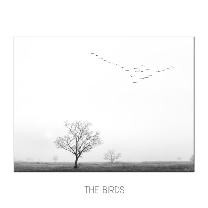 the birds b